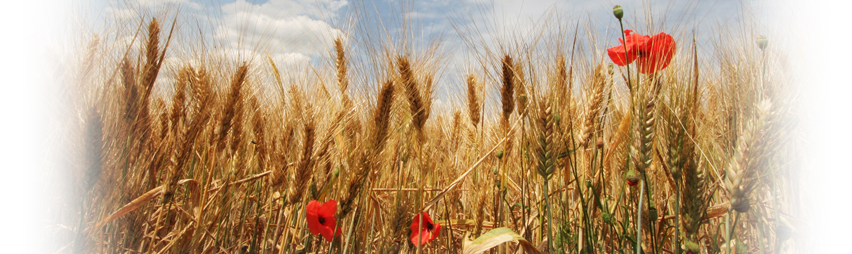 Wheat farm